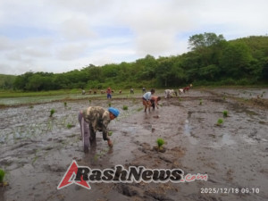 Babinsa I Putu Suecadana Turun Langsung Dampingi Penanaman Padi 1 Hektare