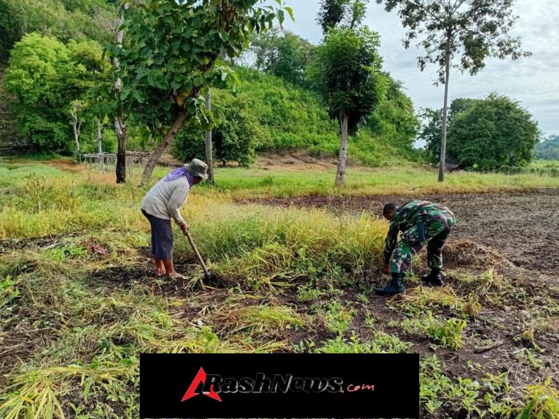 TNI Peduli Pertanian, Babinsa Bantu Pembersihan dan Pembajakan Sawah Warga