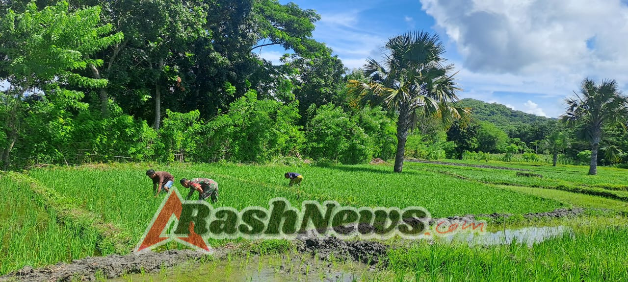 Wujud Kepedulian TNI, Babinsa Karera Bantu Petani Cabut Rumput Padi