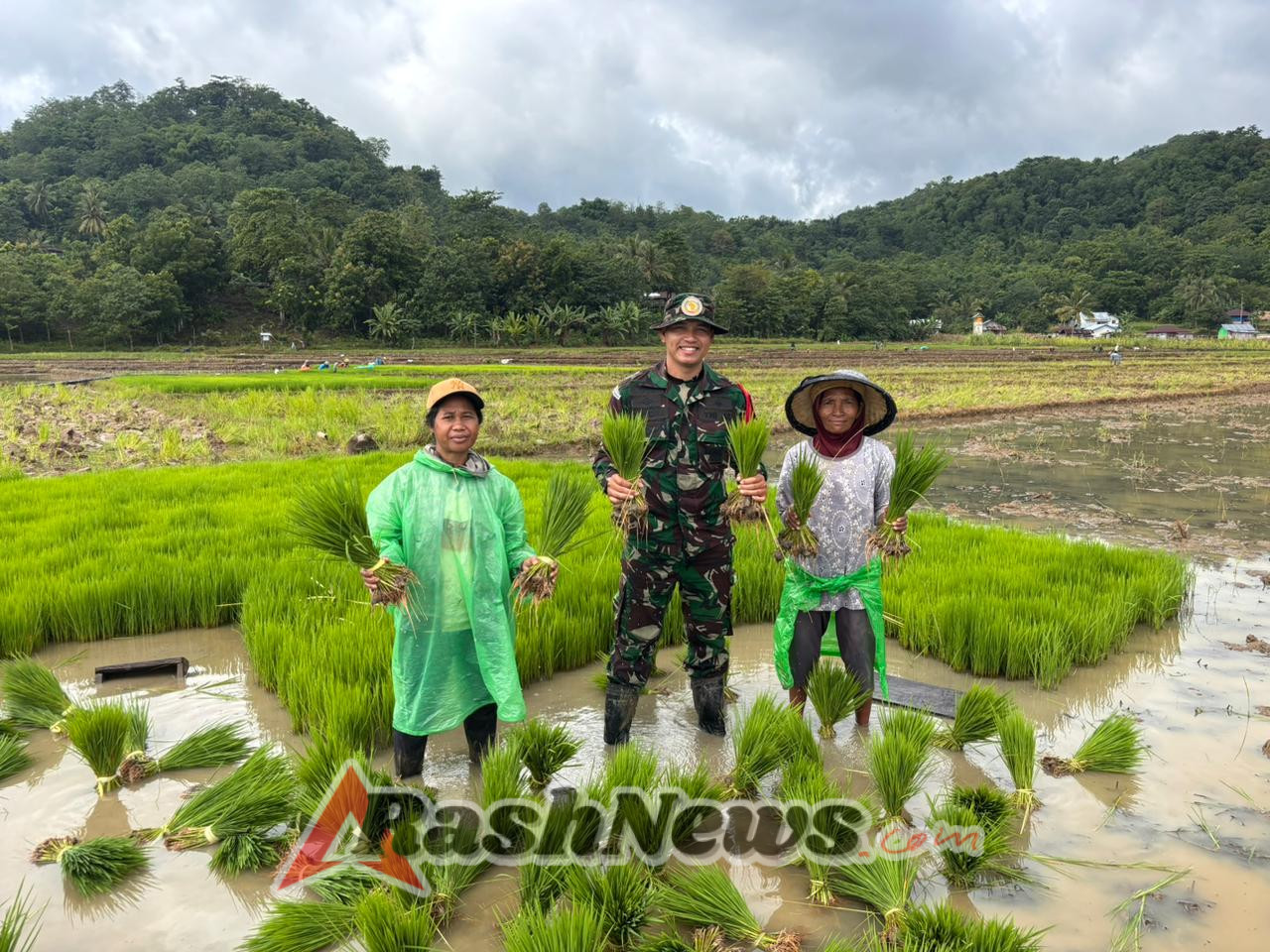 Menuju Swasembada dari Desa: Inisiasi Babinsa dan Petani Boleng dalam Penangkaran Benih Unggul