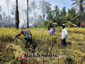 Pendampingan Panen Padi, Wujud Kepedulian Babinsa kepada Petani Desa Nebe