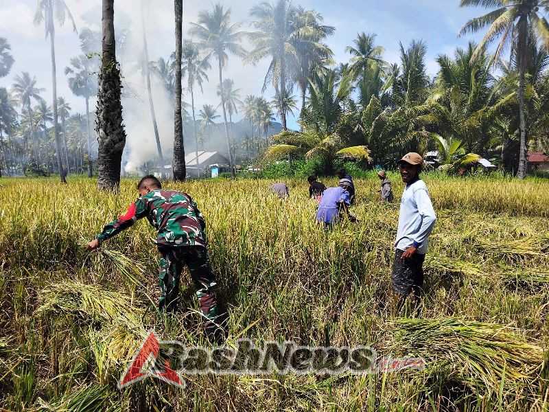 Pendampingan Panen Padi, Wujud Kepedulian Babinsa kepada Petani Desa Nebe