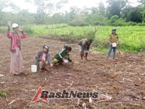 Dukung Ketahanan Pangan, Babinsa Kodim 1613/Sumba Barat Turun ke Sawah