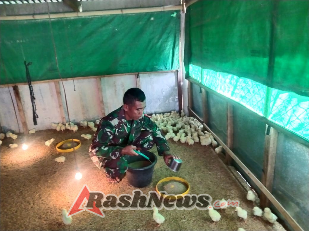 Babinsa Kreatif, Beternak Ayam Potong untuk Tambah Penghasilan