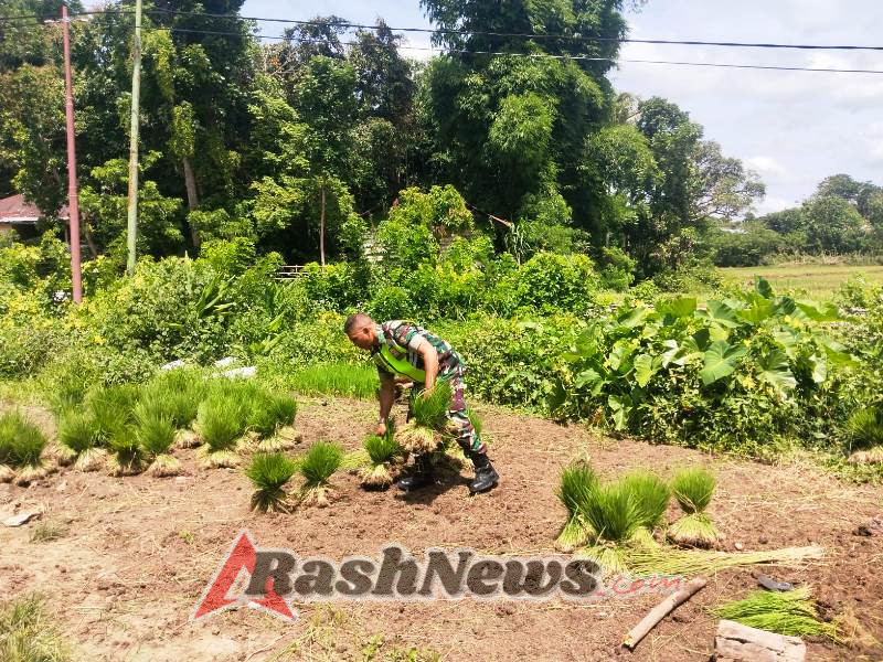 Kebersamaan Babinsa dan Warga dalam Persiapan Tanam Padi