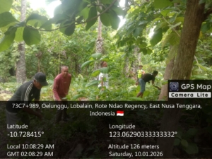 Pembersihan Lahan KDKMP Desa Oeleka Berjalan Aman dan Lancar