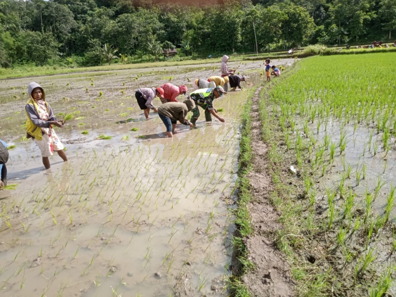 Babinsa Koramil 03/Katikutana Bersama Warga Tanam Padi Dukung Ketahanan Pangan