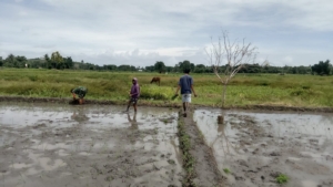 Babinsa Kodim 1601/Sumba Timur Aktif Dampingi Petani di Kecamatan Kambera