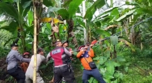 Naas, Atap Rumah Wayan Repin Tertimpa Pohon Kelapa, Babinsa Dawan Kaler Cepat Lakukan Penanganan