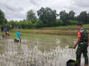 Sinergi TNI dan Petani: Babinsa Sanggalangit Turun ke Sawah, Akselerasi Ketahanan Pangan di Subak Tukadpule