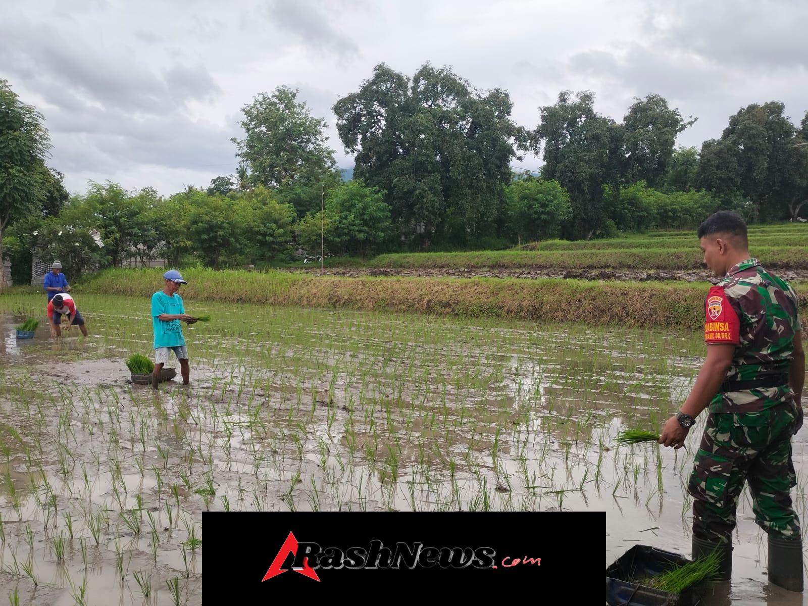 Sinergi TNI dan Petani: Babinsa Sanggalangit Turun ke Sawah, Akselerasi Ketahanan Pangan di Subak Tukadpule