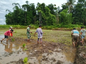 Dukung Program Ketahanan Pangan, Babinsa Kodim 1613/Sumba Barat Aktif Bantu Petani