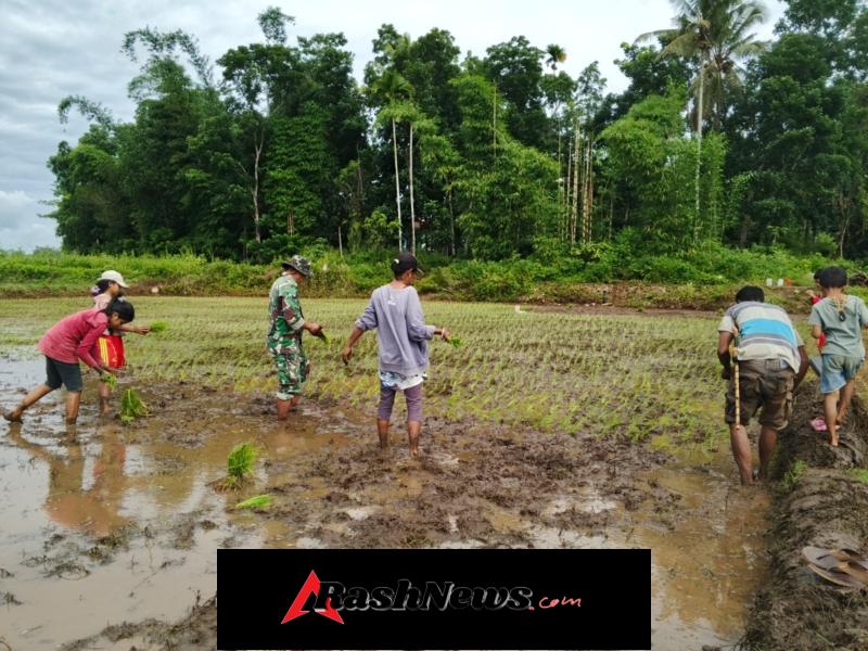 Dukung Program Ketahanan Pangan, Babinsa Kodim 1613/Sumba Barat Aktif Bantu Petani