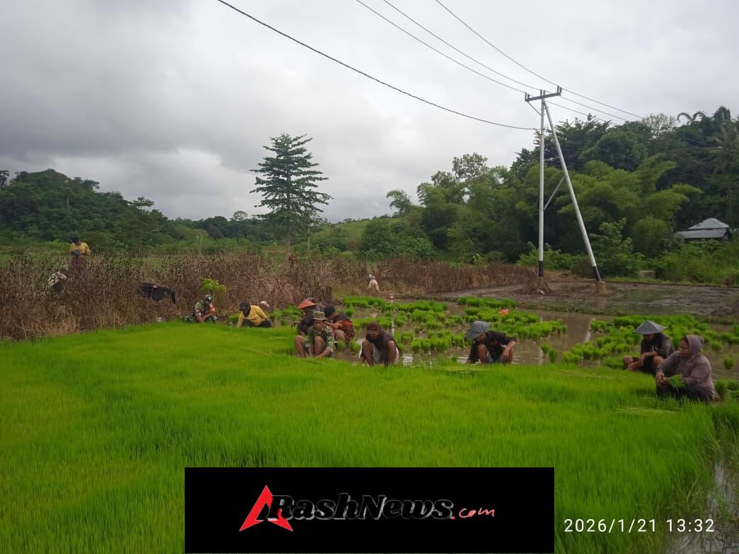 Babinsa Koramil 01/Lewa Bersama Petani Percepat Masa Tanam Padi