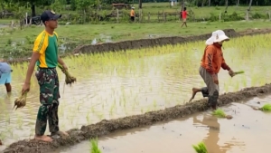 Yonarmed 12 Kostrad Hadir di Tengah Petani Perbatasan Lewat Program Ketahanan Pangan