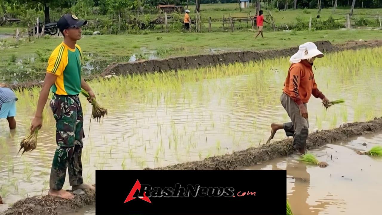Yonarmed 12 Kostrad Hadir di Tengah Petani Perbatasan Lewat Program Ketahanan Pangan