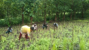 Babinsa Desa Bandar Bantu Warga Bersihkan Kebun Padi di Pantar
