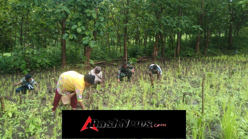 Babinsa Desa Bandar Bantu Warga Bersihkan Kebun Padi di Pantar