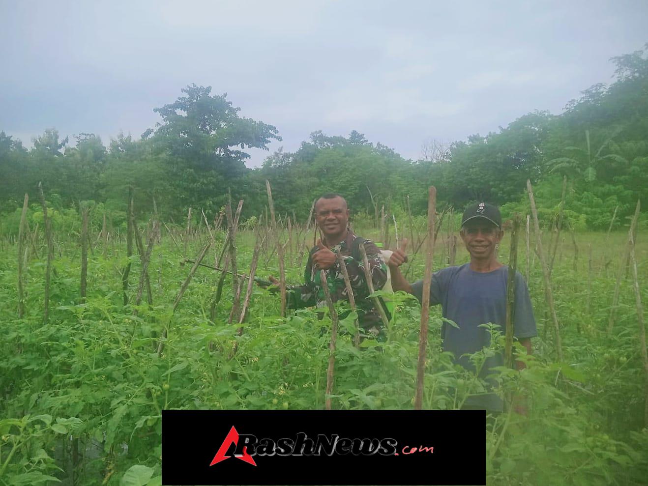 Anggota Satgaster Pos Halibete 2, Serda Kono Bantu Rawat Tanaman Tomat Petani