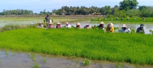 Dari Sawah untuk Ketahanan Pangan, Babinsa Koramil 1612-04/Elar Bantu Petani Panen Bibit Padi