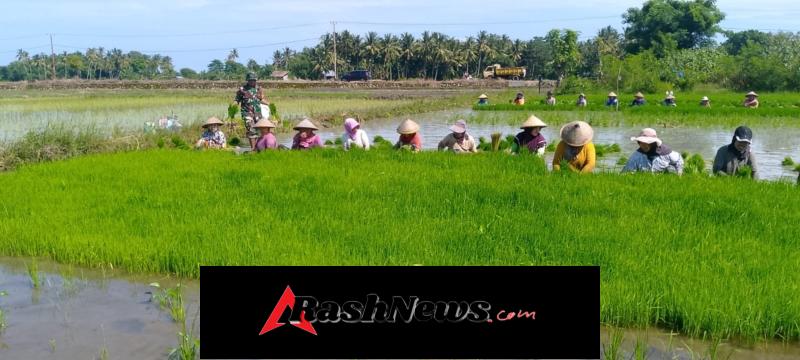Dari Sawah untuk Ketahanan Pangan, Babinsa Koramil 1612-04/Elar Bantu Petani Panen Bibit Padi