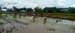 Sinergi TNI dan Petani, Babinsa Lewa Paku Bantu Penanaman Padi