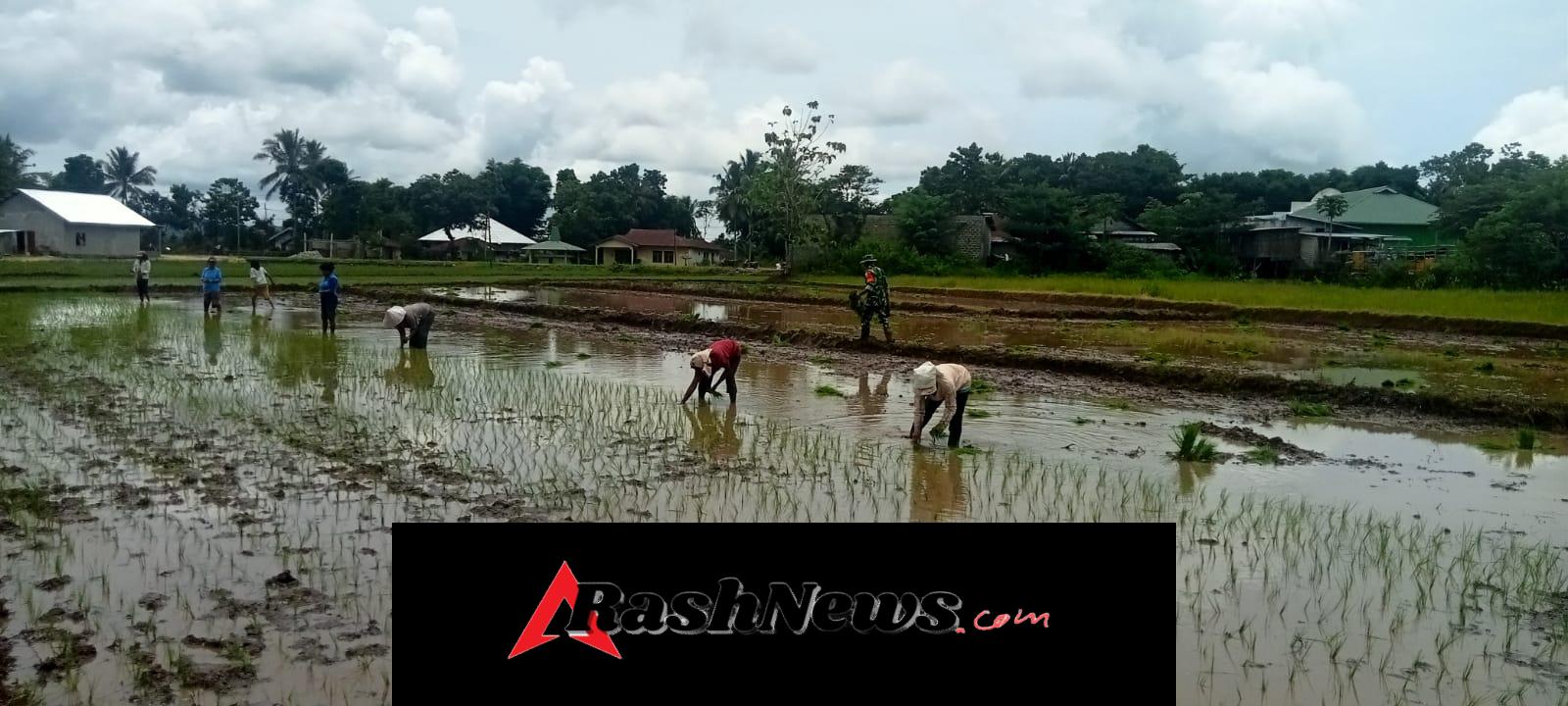 Sinergi TNI dan Petani, Babinsa Lewa Paku Bantu Penanaman Padi