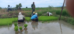Babinsa Turun ke Sawah, Bantu Masyarakat Cabut Bibit Padi di Wulla Waijelu