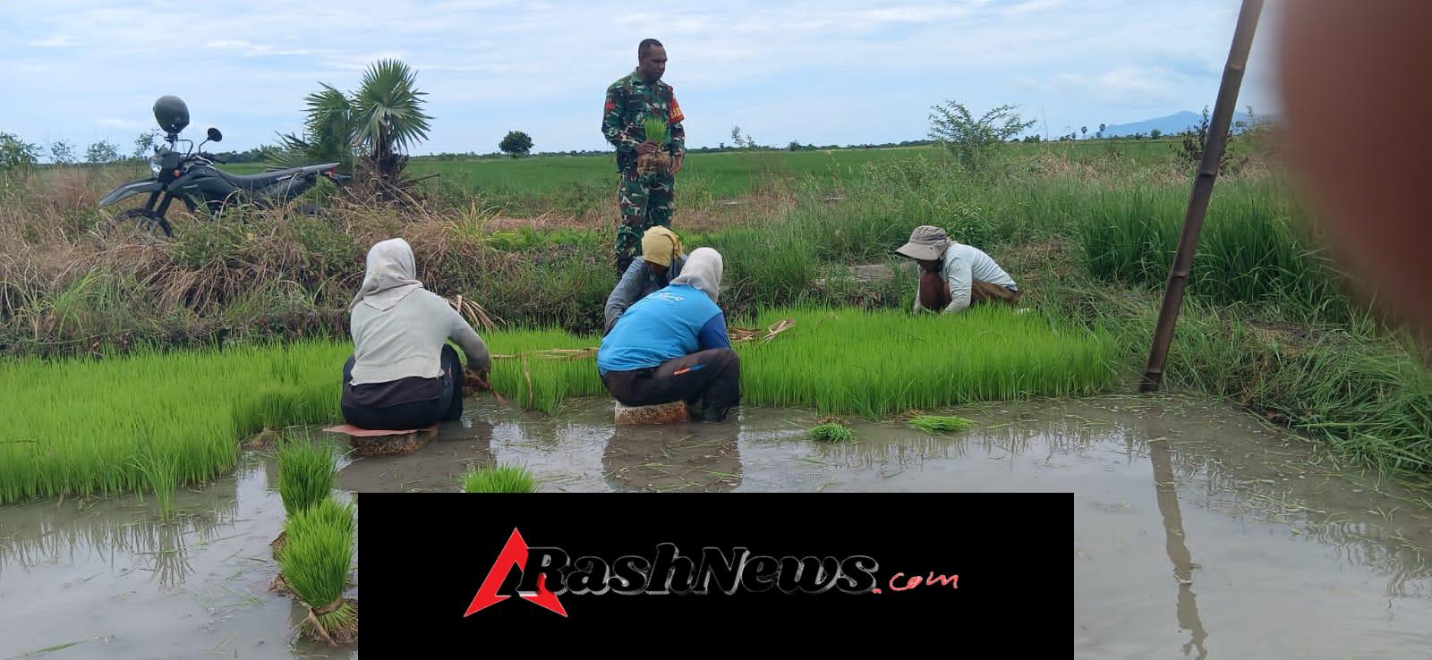 Babinsa Turun ke Sawah, Bantu Masyarakat Cabut Bibit Padi di Wulla Waijelu