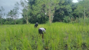Babinsa Desa Baolang Laksanakan Bakti dan Sosialisasi Keamanan Kerja