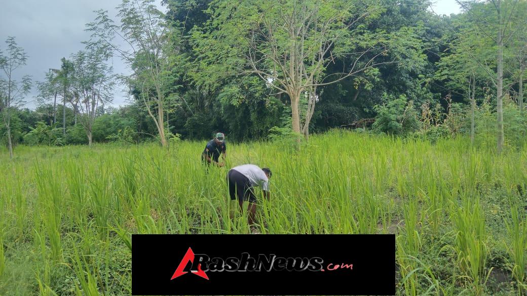 Babinsa Desa Baolang Laksanakan Bakti dan Sosialisasi Keamanan Kerja