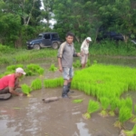 Perkuat Ketahanan Pangan, Babinsa Koramil 01/Lewa Bantu Petani di Desa Lailara