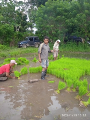 Perkuat Ketahanan Pangan, Babinsa Koramil 01/Lewa Bantu Petani di Desa Lailara