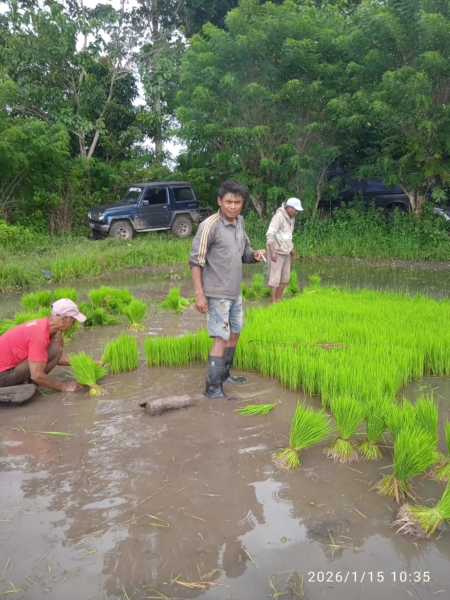 Perkuat Ketahanan Pangan, Babinsa Koramil 01/Lewa Bantu Petani di Desa Lailara