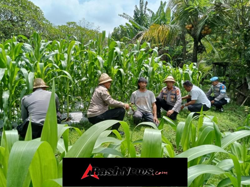 Polsek Kediri Laksanakan Perawatan Tanaman Jagung di Lahan Banjar Tenten