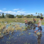 Babinsa Koramil 02/Rindi Umalulu Aktif Dampingi Petani Gunakan Hand Traktor