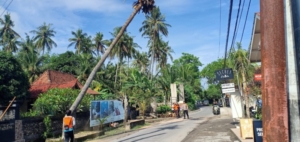 Bhabinkamtibmas–Babinsa Atensi Penebangan Pohon Kelapa di Jalan Ped–Kutampi.