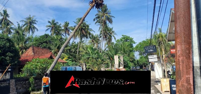 Bhabinkamtibmas–Babinsa Atensi Penebangan Pohon Kelapa di Jalan Ped–Kutampi.