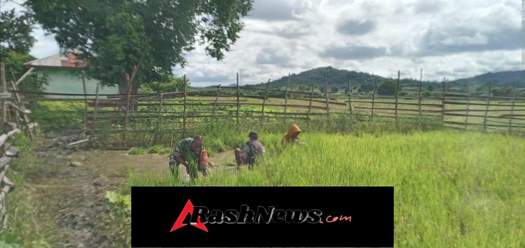 Sertu Mario Dearaujo Dampingi Petani Kotafoun Siapkan Bibit Padi Siap Tanam