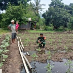Babinsa Koramil 1624-04/Omesuri Pantau Kegiatan Pertanian Warga