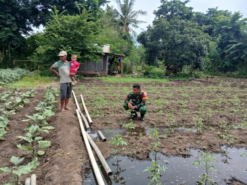 Babinsa Koramil 1624-04/Omesuri Pantau Kegiatan Pertanian Warga