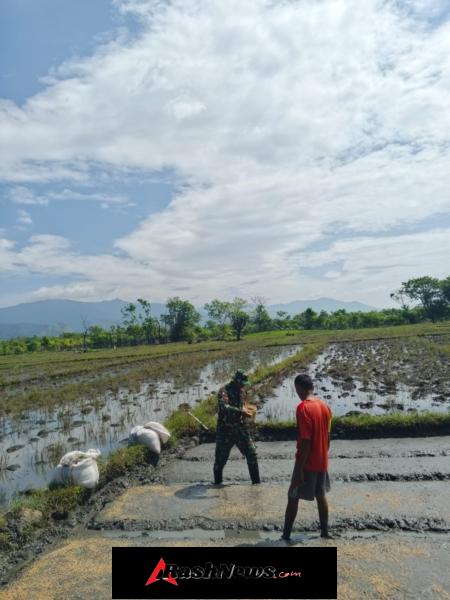 Sinergi TNI dan Petani, Babinsa Koramil 06/Karera Bantu Proses Tanam Padi