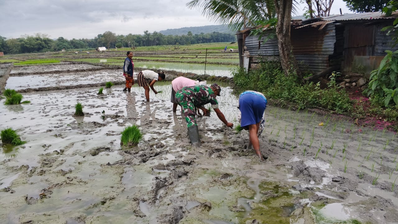 Gotong Royong Tanpa Sekat, Babinsa Dampingi Petani Tanam Padi di Biboki Moenleu
