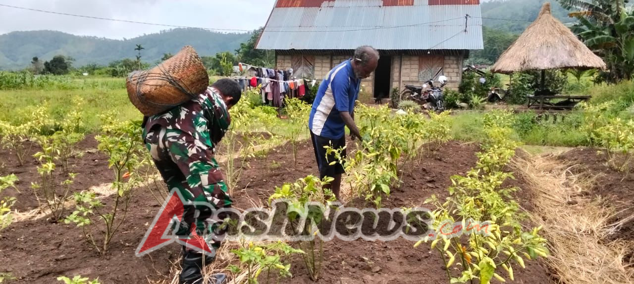 Babinsa Alor Selatan Dukung Ketahanan Pangan Lewat Panen Cabai