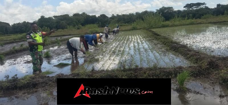 Peran Aktif Babinsa dalam Pertanian, Tumbuhkan Semangat Petani Desa Boro