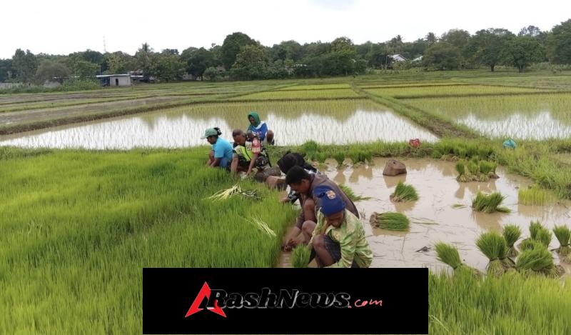 Semangat Kebersamaan di Sawah, Babinsa Dukung Produktivitas Pertanian Desa Teba Timur