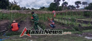 Gotong Royong Merawat Tanaman, Babinsa dan Warga Fatunisuan Perkuat Ketahanan Pangan