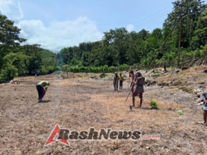 Babinsa Kopka Yeni Yupiter Turun ke Sawah Bantu Petani Desa Wudipandak