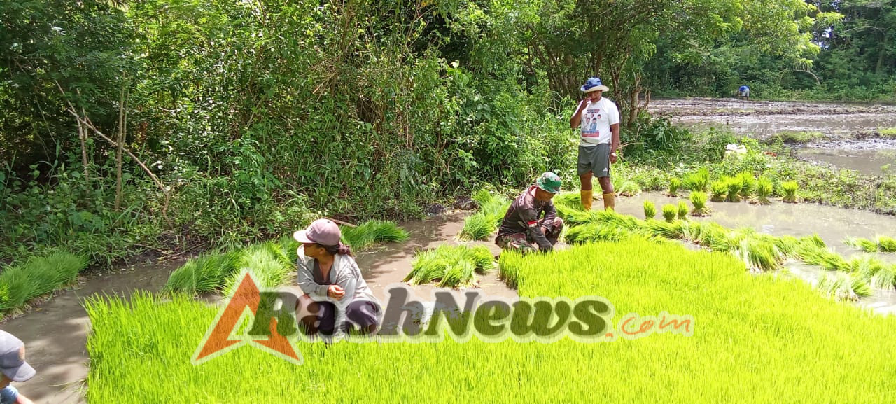 Babinsa Hadir di Sawah, Percepat Masa Tanam Padi di Wilayah Koramil 01/Lewa