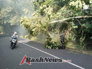 Wujud Kepedulian TNI, Babinsa Koramil 1626-03/Tembuku Sigap Tangani Pohon Tumbang